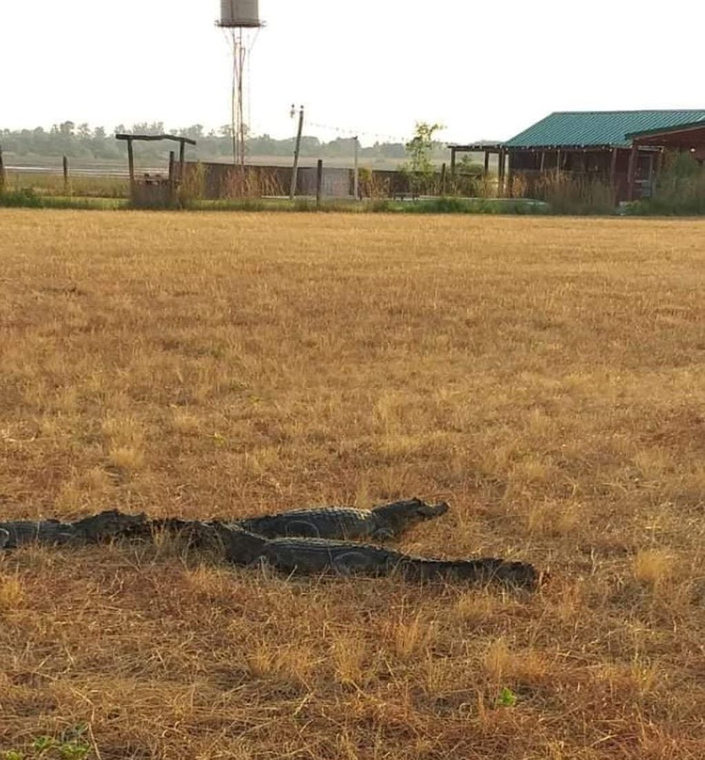 Unos yacarés se refugian del fuego en un patio en Corrientes.