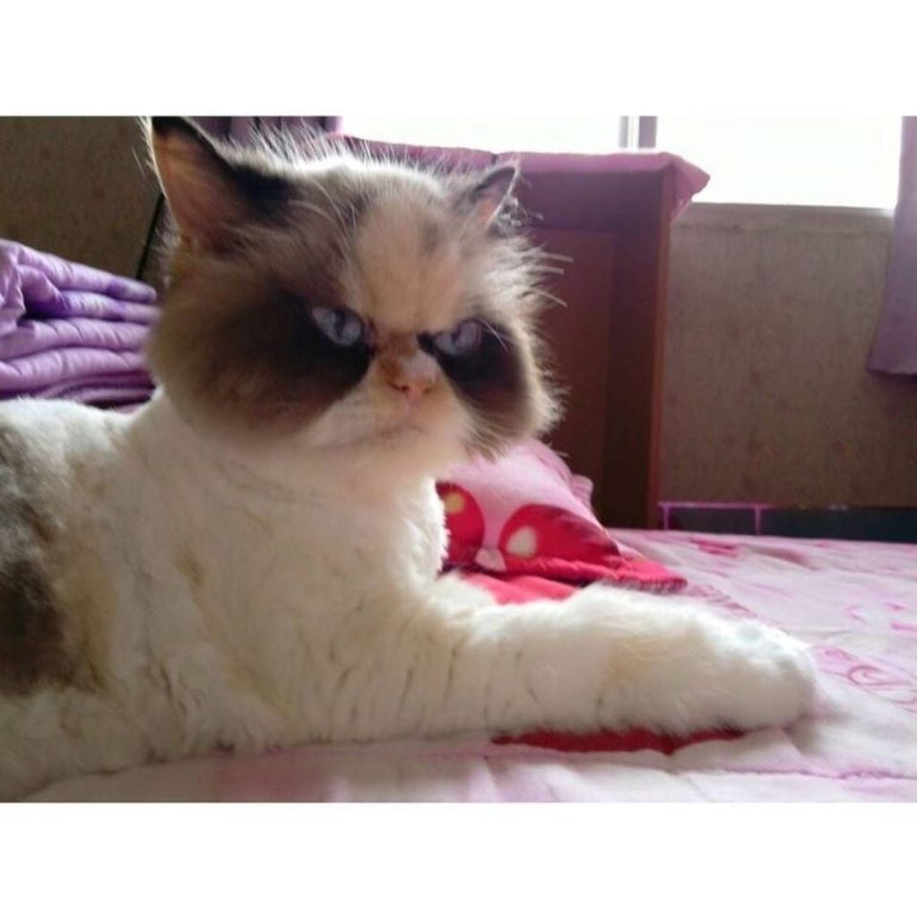 Se llama Meow Meow y tiene una marca similar a la de Batman que la hace parecer de mal humor (Foto: Instagram/ @the_cat_named_meowmeow)