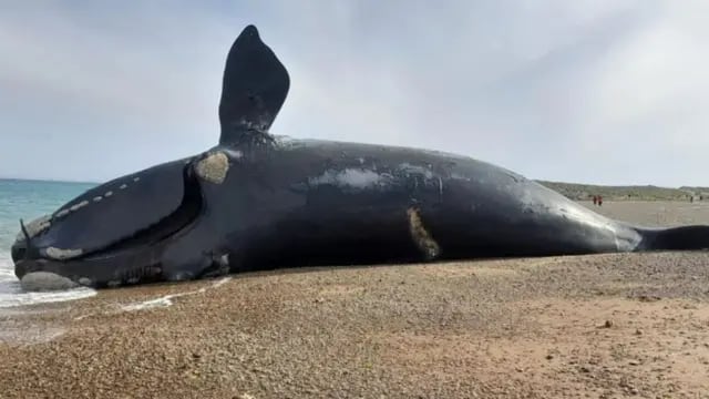 La ballena 212 fue hallada sin vida en la playa Casino.