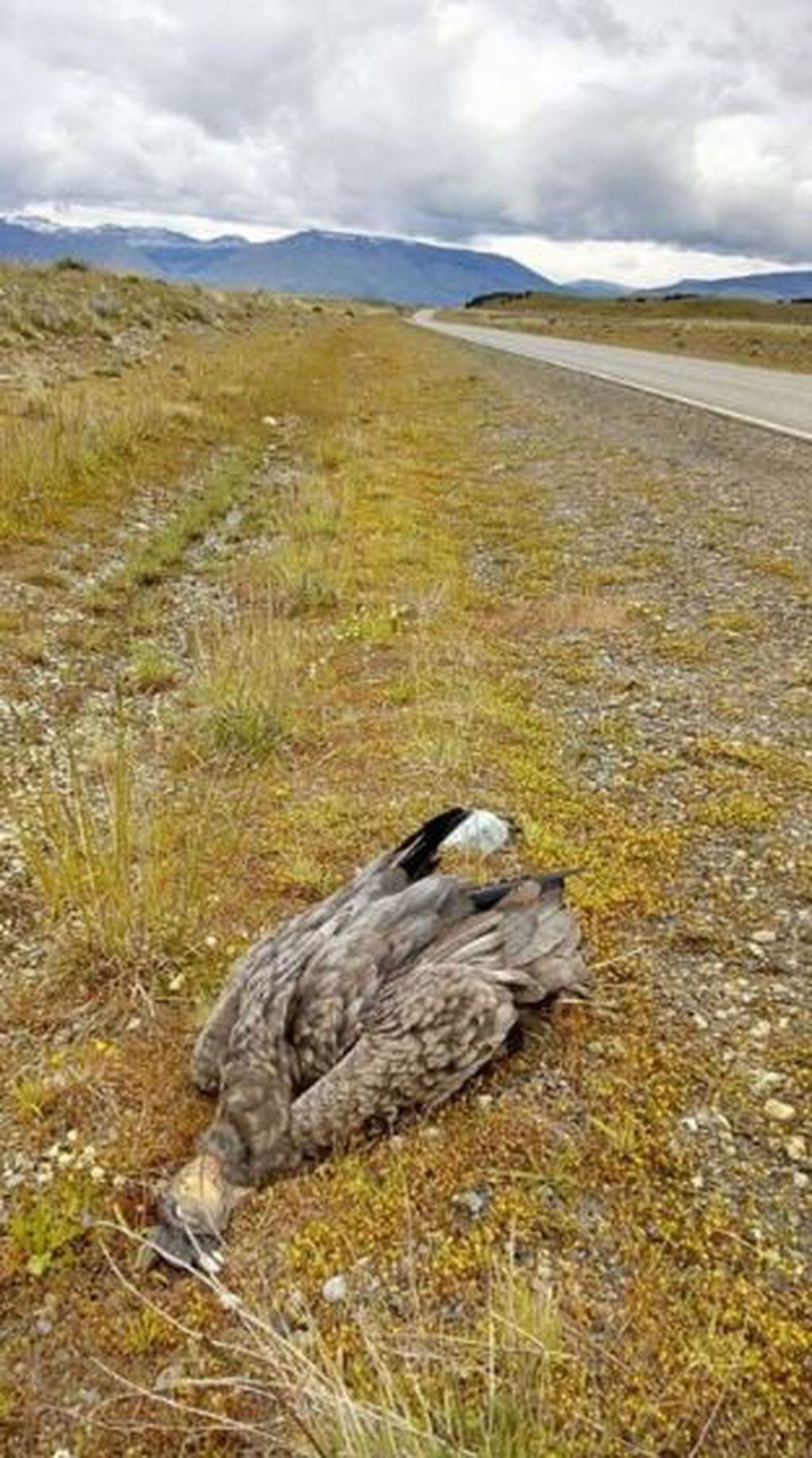 Hallaron un Cóndor Andino atropellado sobre la RPN° 11 de El Calafate.
Ésta es una especie protegida y monumento natural en Santa Cruz - ley N° 2916/06.