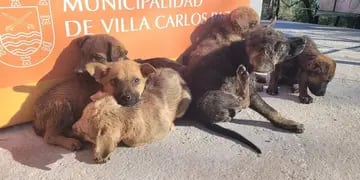 Cachorros abandonados en Carlos Paz