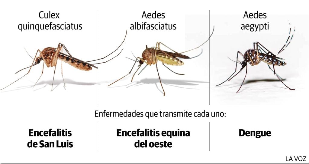 Los mosquitos que están invadiendo por estos días el AMBA pueden producir encefalitis equina.