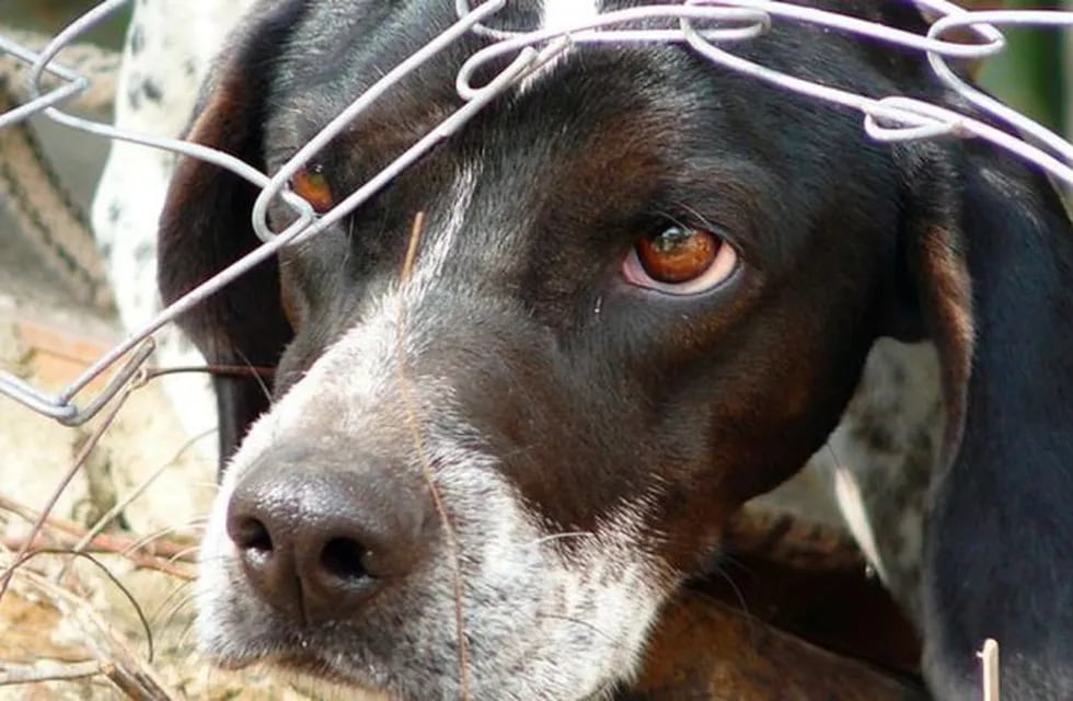 Un hombre fue condenado a prisión por abusar de su perra.