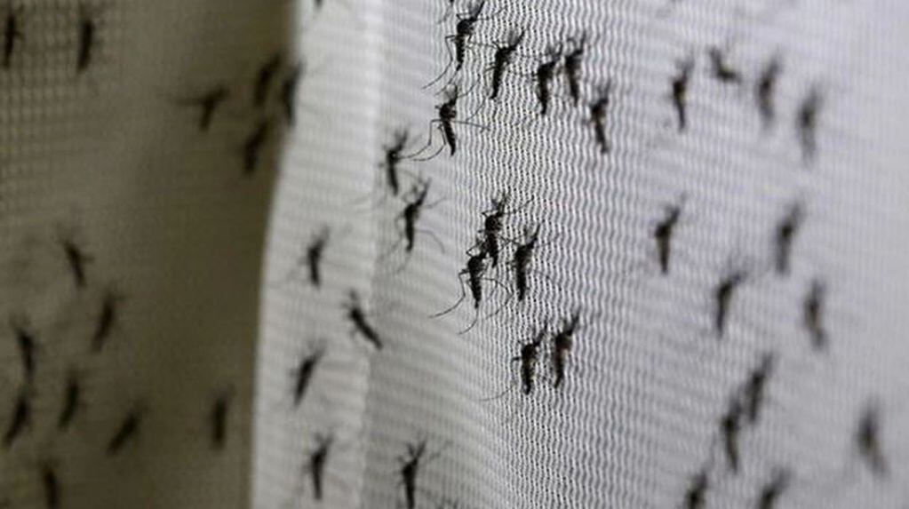 El dengue también marca la situación sanitaria: 1039 casos positivos