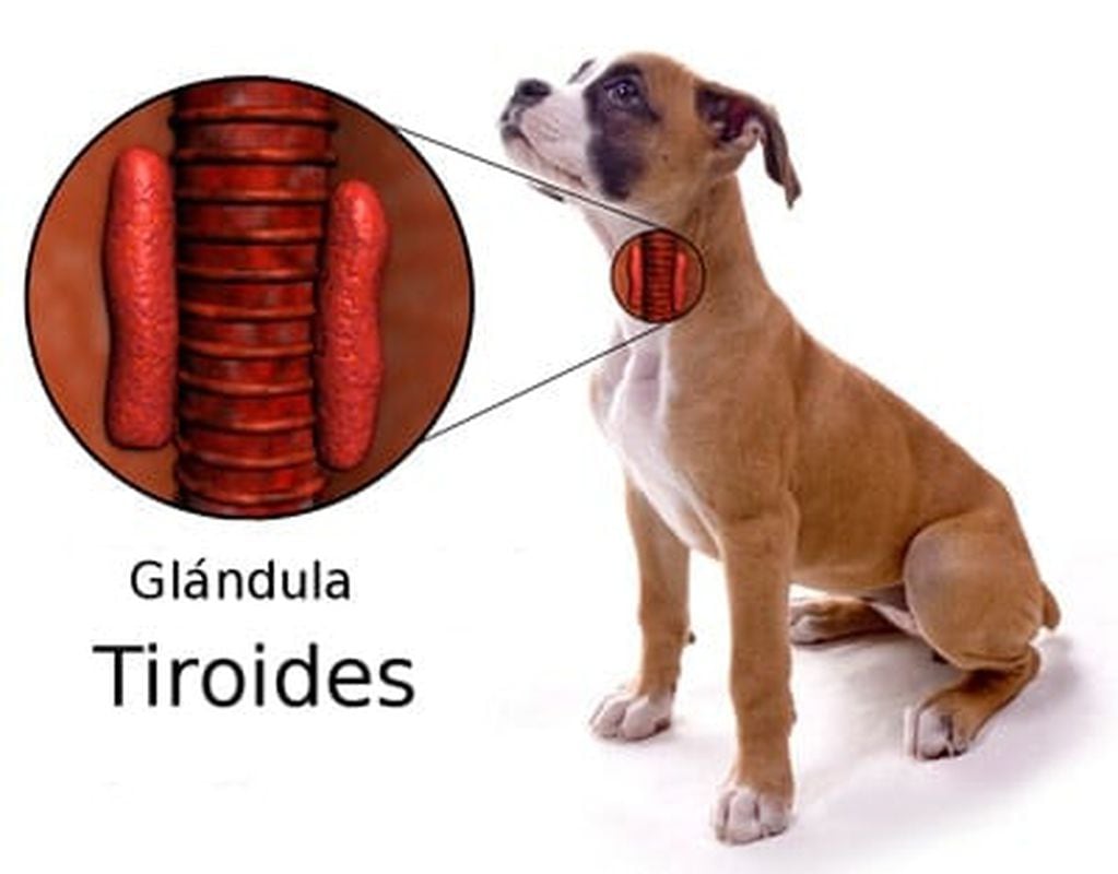 Hipotiroidismo canino