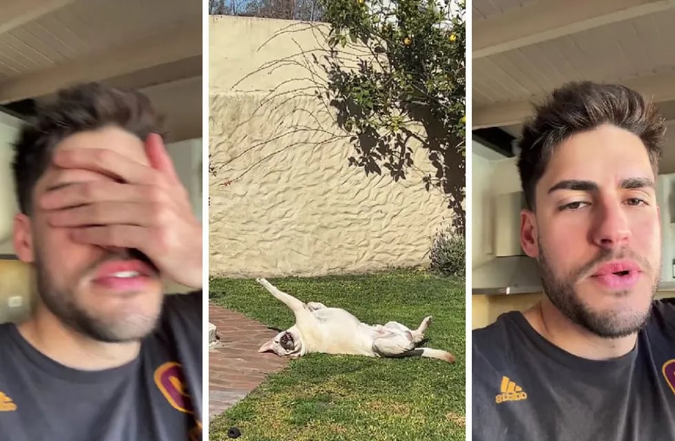 Grabó a su perro en una pose extraña y el video tentó de risa a todo TikTok: “Se ha bugueado”