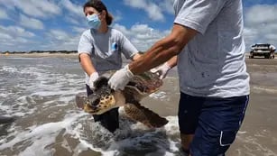 Regresan al mar tres tortugas cabezonas rescatadas en la Bahía de Samborombón.