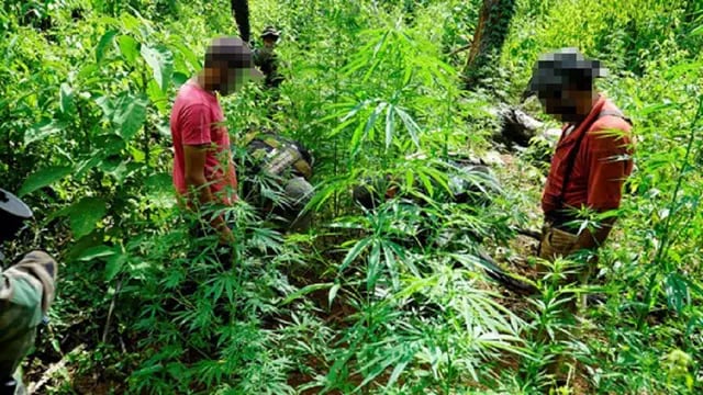 Hallaron una plantación de marihuana en plena selva misionera