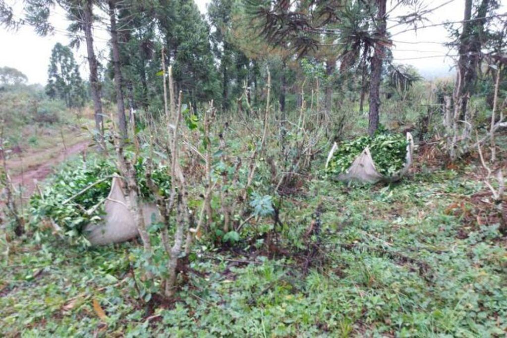 Productores de yerba de Comandante Andresito denuncian robos en sus plantaciones.