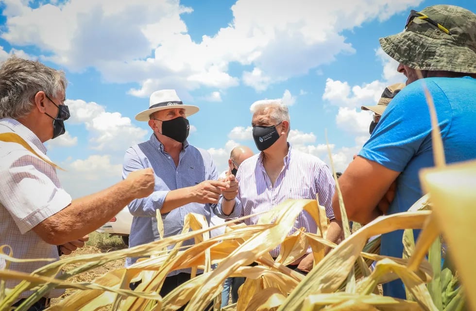 Omar Perotti y Julián Domínguez recorrieron campos en donde la pérdida de maiz por sequía es completa