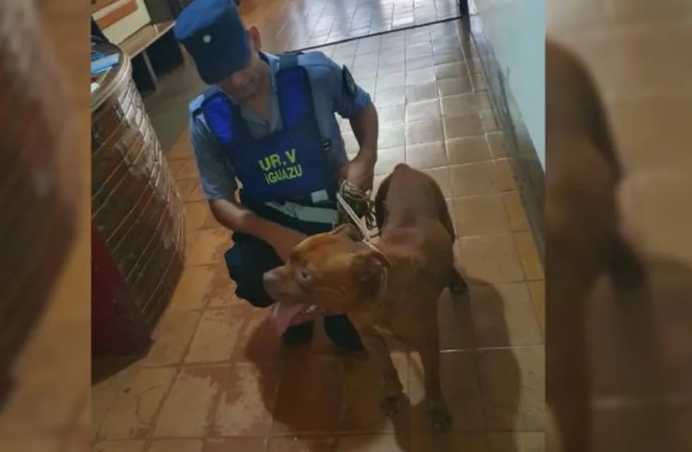 Un pitbull quedó bajo custodia policial por atemorizar a vecinos