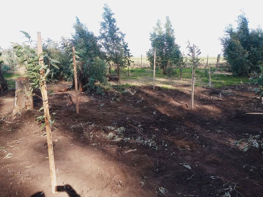 Piden cesar con el corte de árboles en el Parque Cabañas de Tres Arroyos y la municipalidad aduce que está reforestando