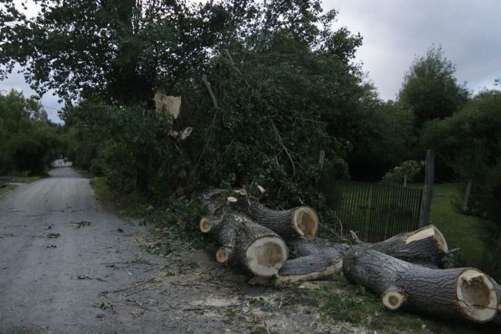 Caída de árboles en Bariloche (web).