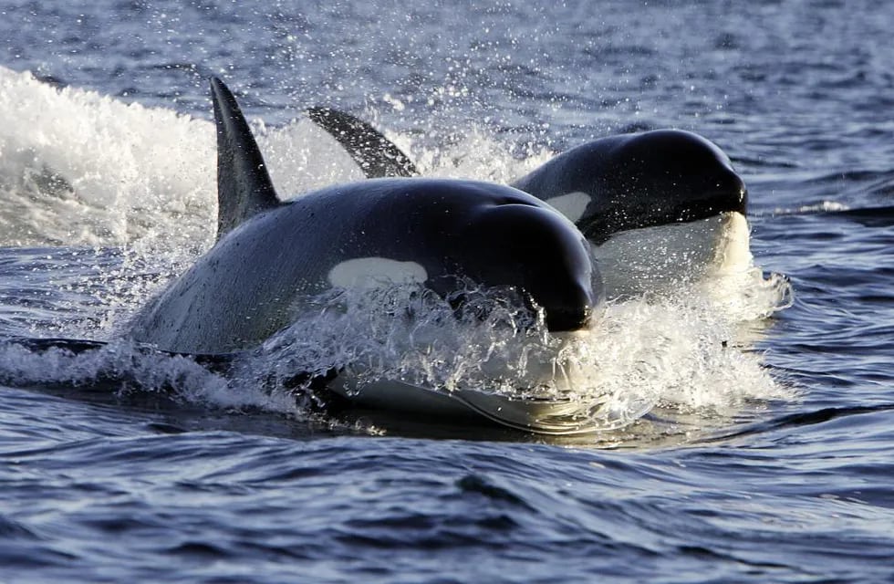 Filmaron a unas orcas bien a la orilla en una playa de la Península Valdés.