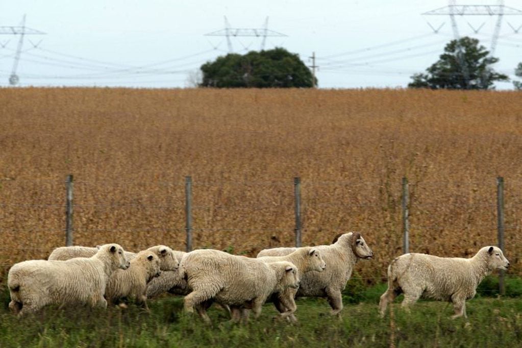 Ganado ovino patagónico