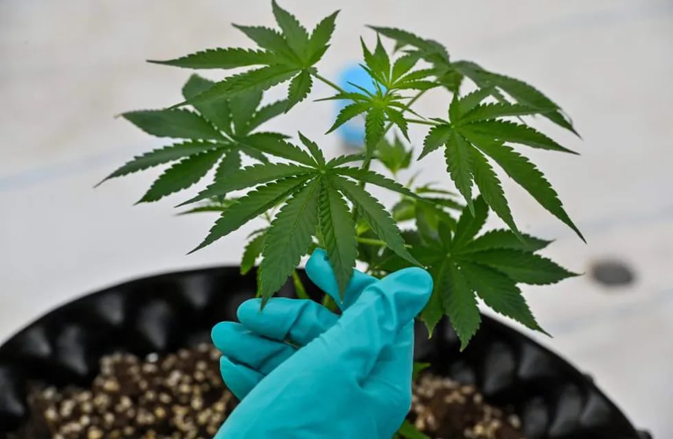 Cannabis medicinal (Mladen ANTONOV / AFP)