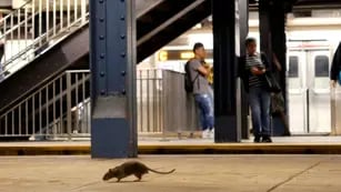 Las ratas invaden Nueva York