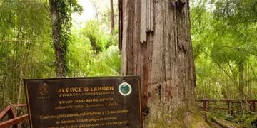 Alerzal Milenario, el árbol más grande del mundo ubicado en Chubut.