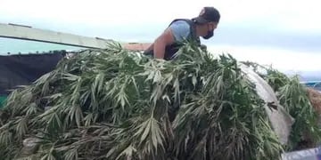 Encontraron más de mil plantas de cannabis en terrenos del concejal de Sanagasta.