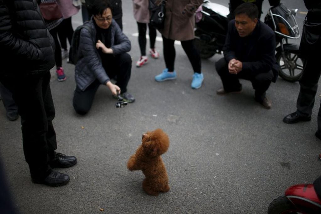 Un perro en las calles de China (REUTERS/Aly Song)