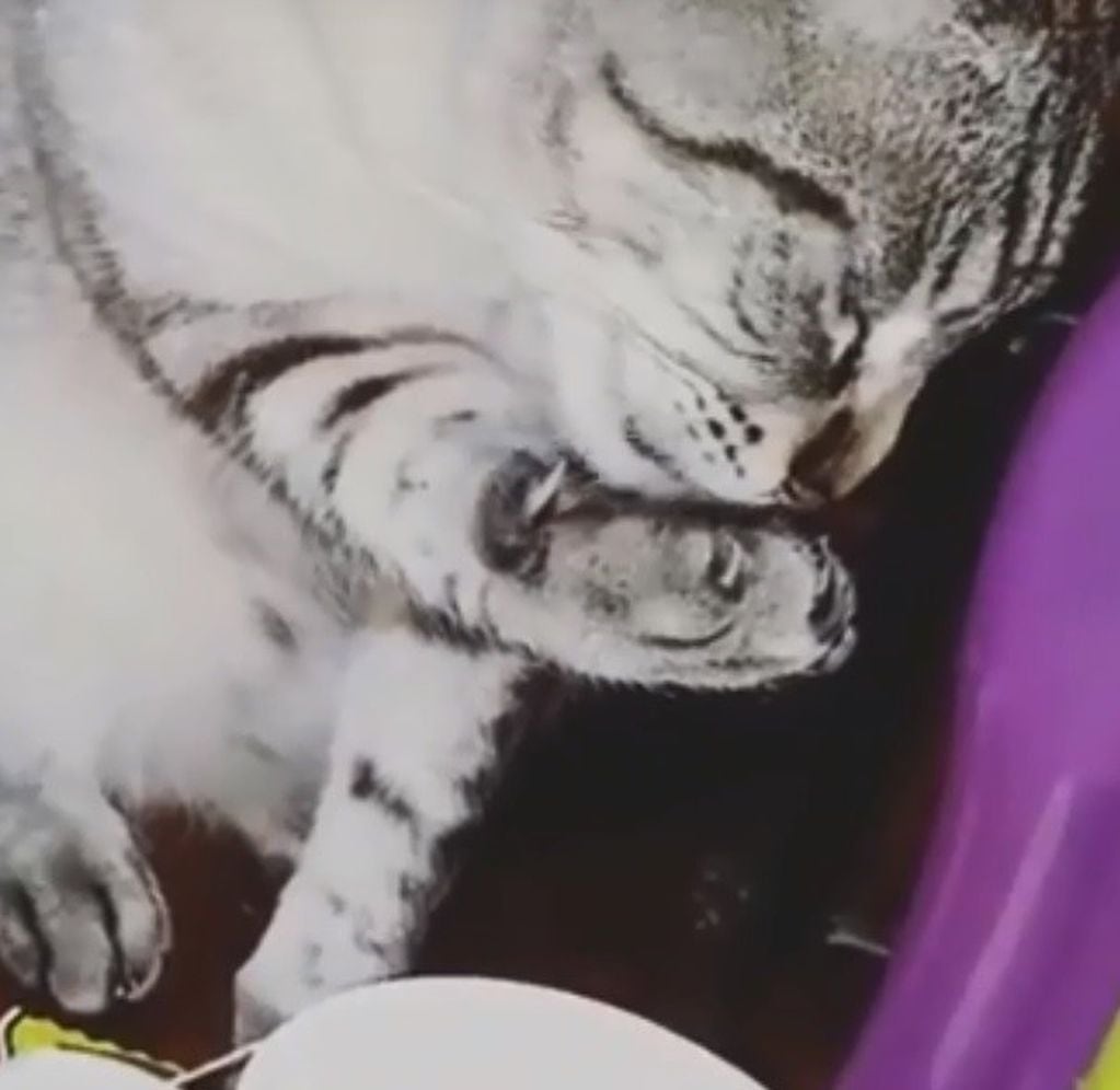 El gato Nicanor se hizo viral en las redes tomando el té. (Instagram)