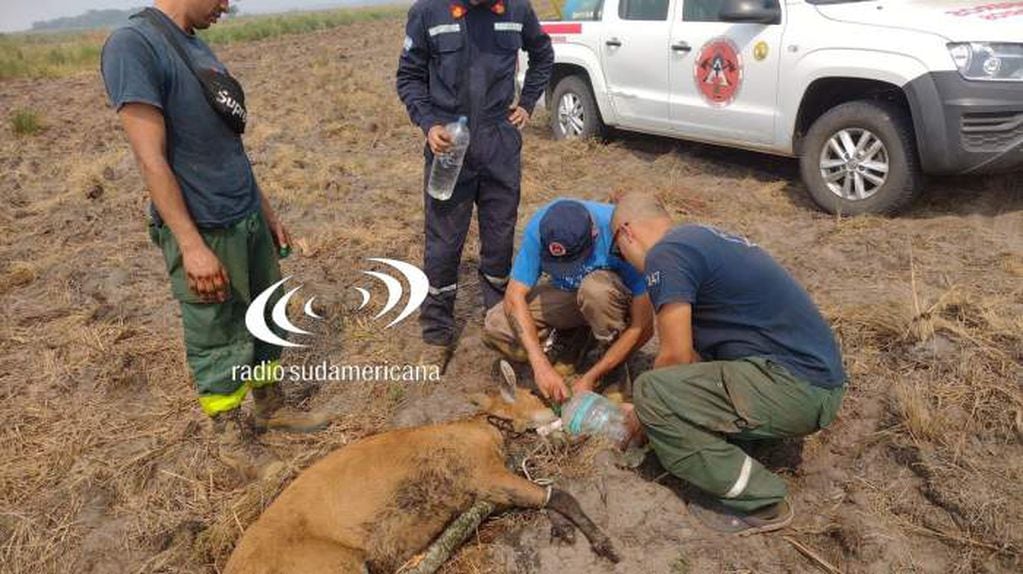 Hallaron a un ciervo en Corrientes caminando sobre sus huesos.