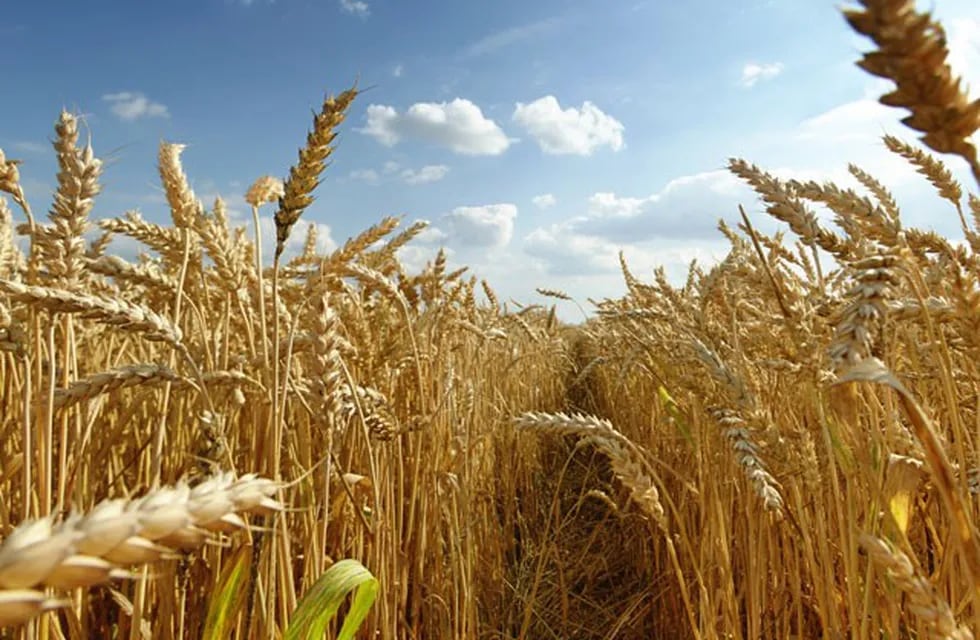 Prevén sembrar 400.000 hectáreas con trigo en Entre Ríos en la próxima campaña