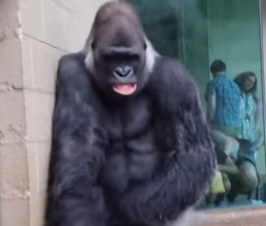 Los gestos de los gorilas.