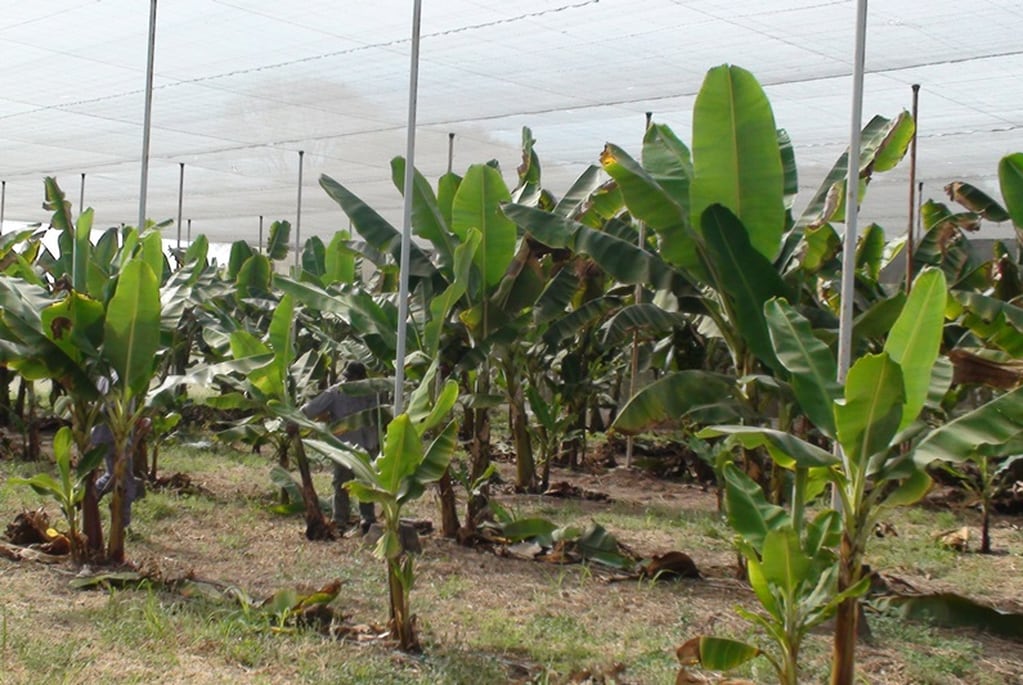 En el subtrópico de Jujuy y de Salta, un equipo de especialistas del INTA Yuto estudia el cultivo de bananas bajo cubierta o en invernadero.