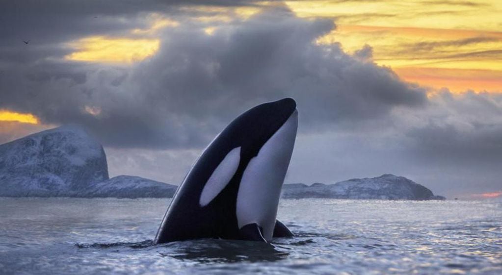 Los ejemplares que viven en Chubut son los Orcinus orca.