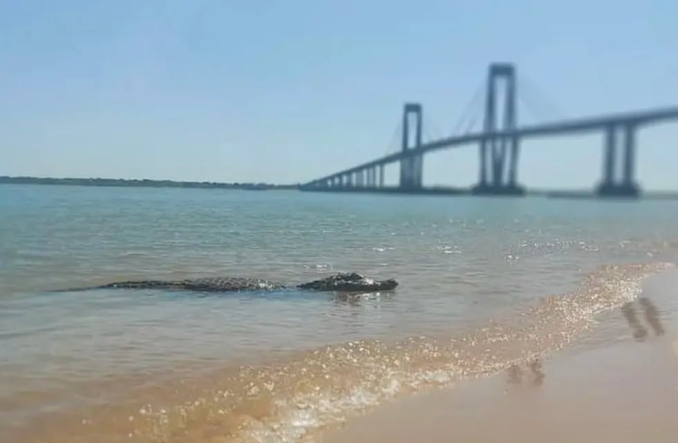 Yacaré en la playa Arazaty, Corrientes.