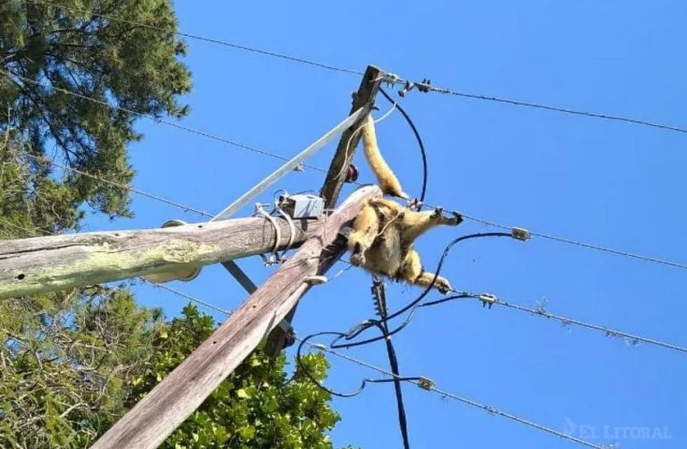 Monos electrocutados