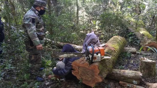 Interceptaron apeo ilegal de madera nativa en 9 de Julio