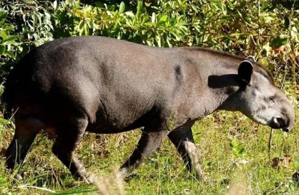 El tapir un gran protagonista de la recuperación de la selva. (Argentina Forestal)