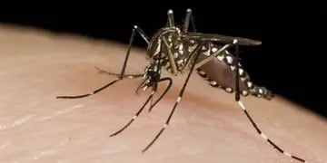 70 casos de dengue en Pérez