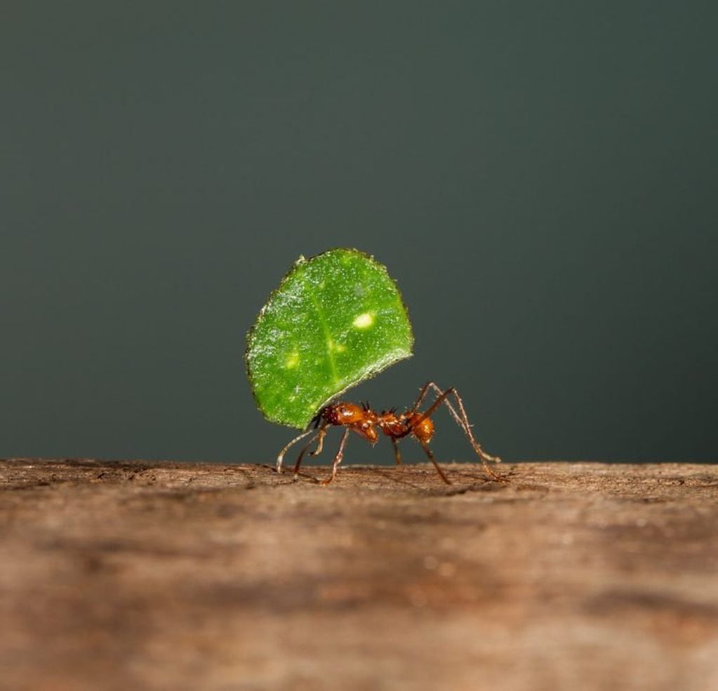 ¿Cómo hacer para que las hormigas no ataquen nuestras plantas?