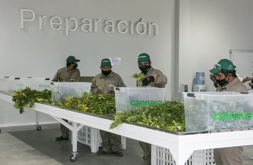 La empresa estatal jujeña de producción de cannabis medicinal Cannava obtuvo la certificación internacional de buenas prácticas agrícolas y de recolección GACP.