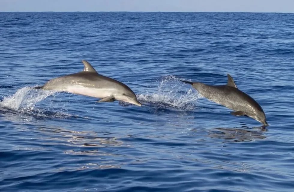 Delfines en California. (web)