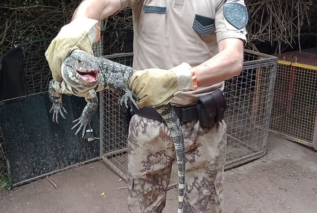 El lagarto overo rescatado en bariro Alto Alberdi (Policía de Córdoba).