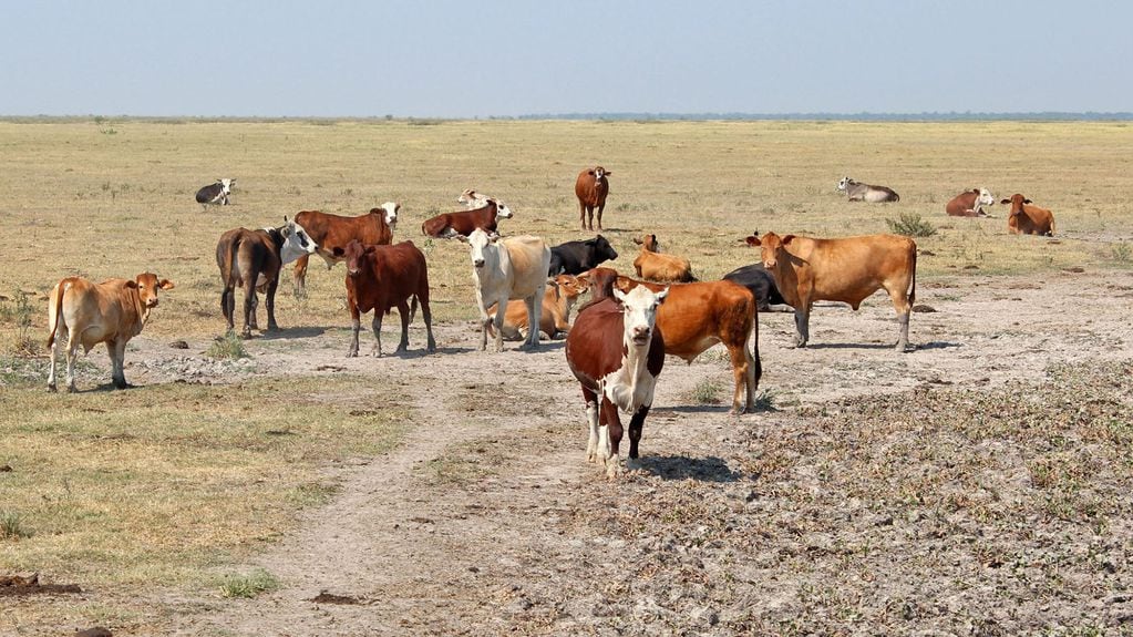 Algunos animales se observan en un campo con escasos pastos debido a la sequia en la localidad de Intiyaco, al norte de la provincia de Santa Fe.
Foto NA: MARIO SALAMI/INTAzzzz