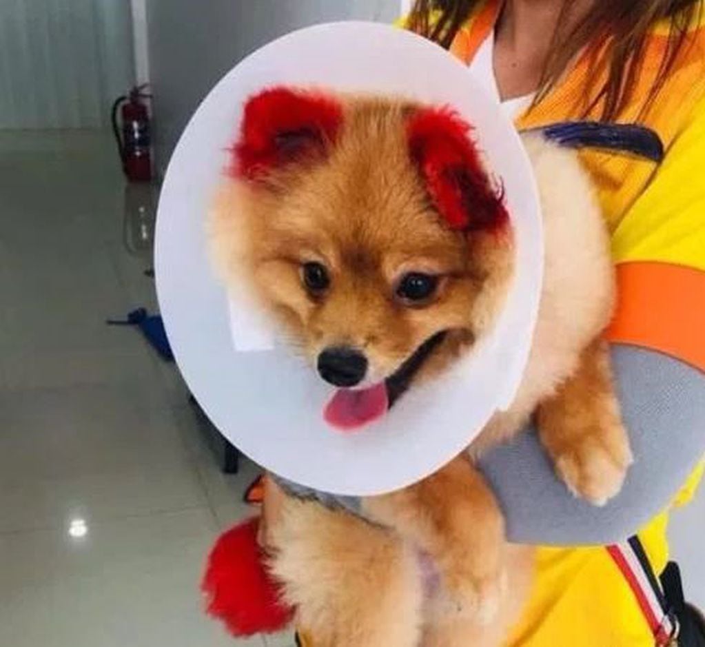 Una mujer le tiñó las orejas a su perro, sufrió una reacción alérgica y se le terminó cayendo una