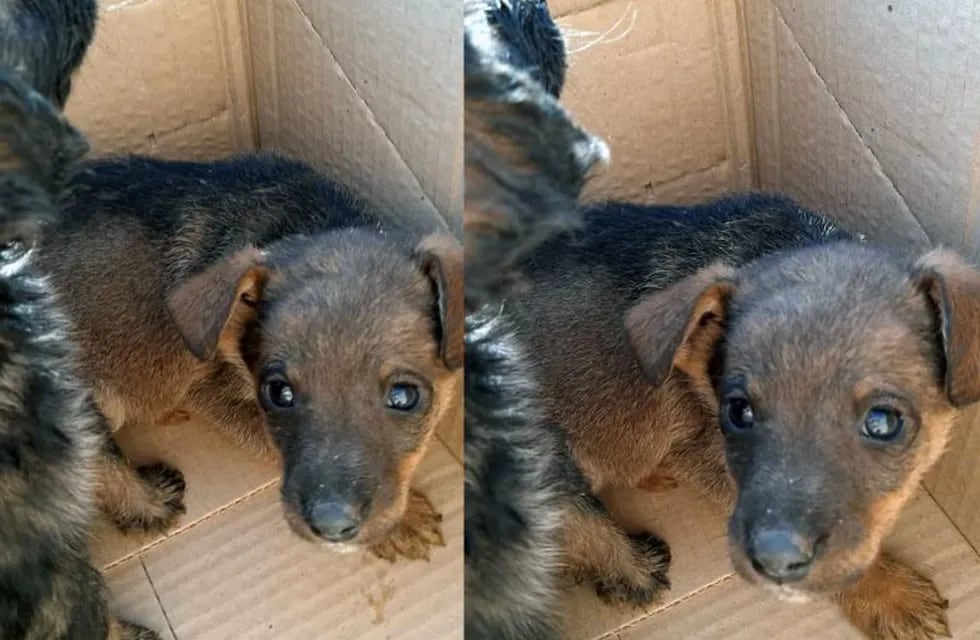 Ocho cachorritos buscan un nuevo hogar (Instagram Centro de Adopciones Salta)