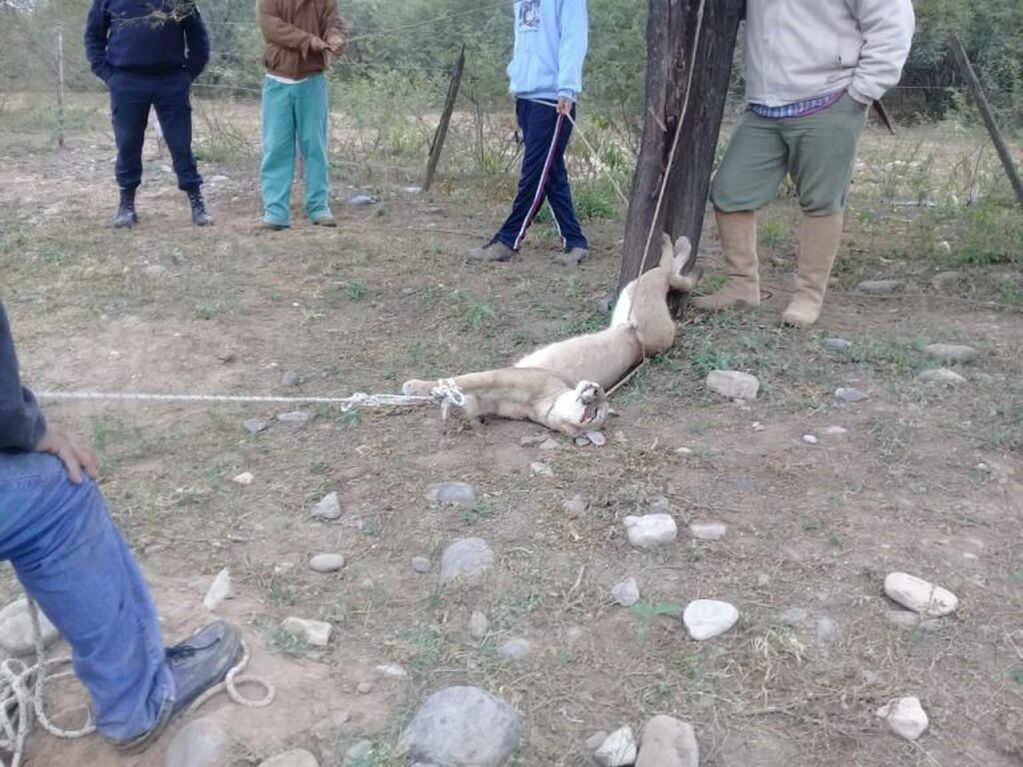 Rescataron un puma en cautiverio en Salta. (Policía de Salta)