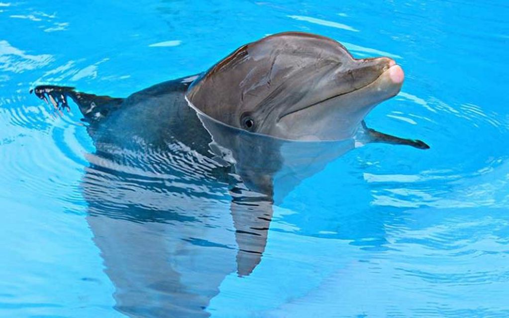 Delfín nariz de botella (imagen ilustrativa-web).