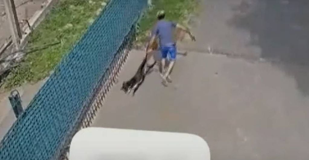 Brutal ataque a un perro en Córdoba.