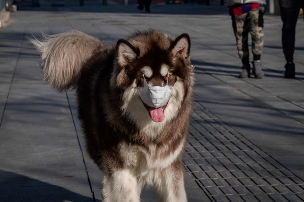 Murió el primer perro del mundo que contrajo coronavirus (Foto: imagen ilustrativa/AFP)