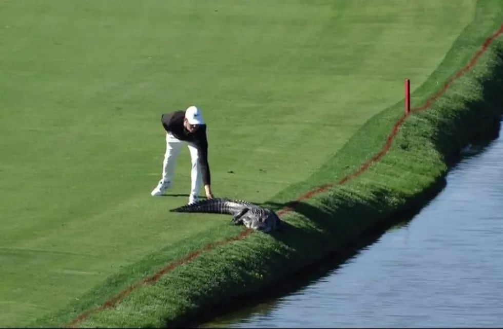 El golfista Cody Gribble sorprendió a todos con el coraje exhibido para sacar del campo de juego a un cocodrilo.