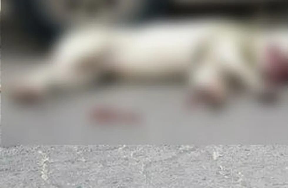 El perro fue arrastrado y tirado en una calle de Villa Carlos Paz.