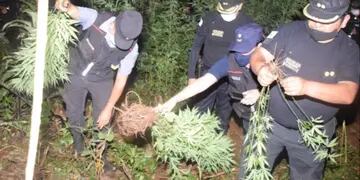 Hallan una plantación de marihuana en el paraje Inter de Dos Hermanas