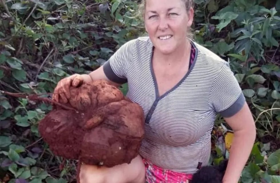 Cosecharon batatas de 15 kilos en Colonia Yapeyú